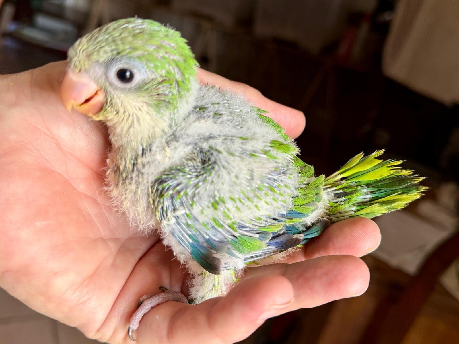 Pullo di pappagallo nella mano dell'allevatore