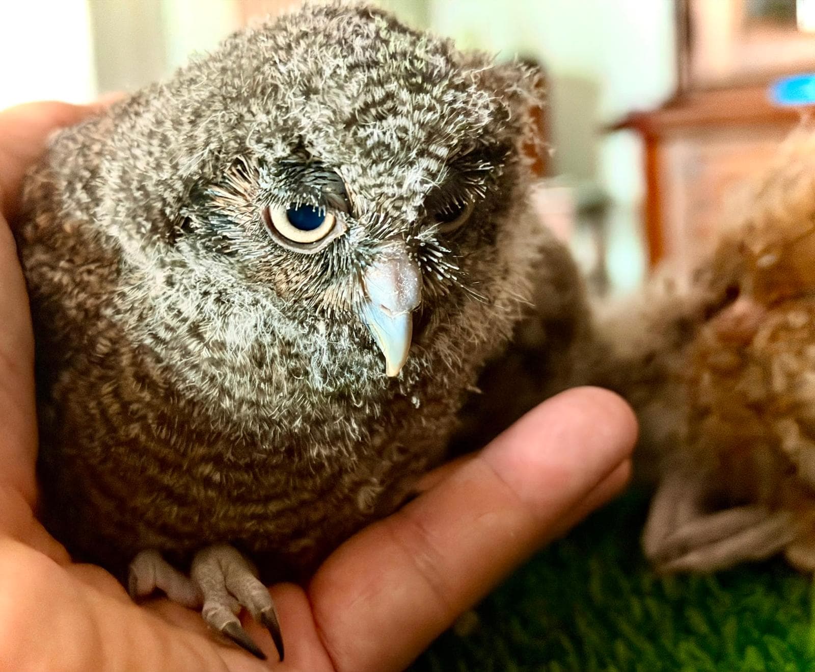 Giovane rapace notturno sulla mano dell'allevatore