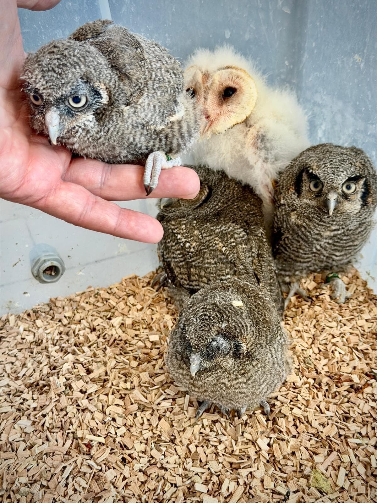 Pulli nella nursery, sul truciolo